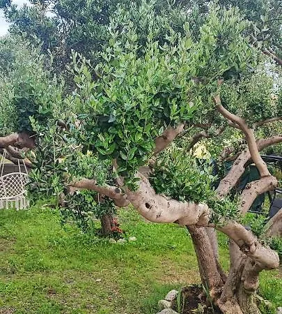 בית נופש Sobe Milka Duće